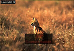 Serval, Felis serval, Preview of: 
serval08.jpg 
320 x 224 compressed image 
(73,075 bytes)