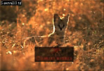 Serval, Felis serval, Preview of: 
serval09.jpg 
320 x 220 compressed image 
(73,791 bytes)