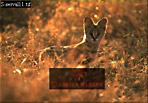 Serval, Felis serval, Preview of: 
serval10.jpg 
320 x 223 compressed image 
(72,755 bytes)