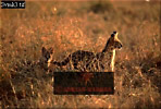 Serval, Felis serval, Preview of: 
serval11.jpg 
320 x 218 compressed image 
(77,271 bytes)