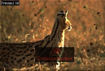 Serval, Felis serval, Preview of: 
serval12.jpg 
320 x 219 compressed image 
(65,669 bytes)