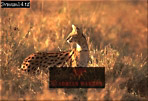 Serval, Felis serval, Preview of: 
serval13.jpg 
320 x 219 compressed image 
(74,892 bytes)