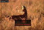 Serval, Felis serval, Preview of: 
serval14.jpg 
320 x 221 compressed image 
(68,939 bytes)