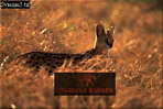 Serval, Felis serval, Preview of: 
serval16.jpg 
320 x 216 compressed image 
(65,608 bytes)