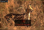 Serval, Felis serval, Preview of: 
serval17.jpg 
320 x 218 compressed image 
(80,011 bytes)