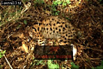 Serval, Felis serval, Preview of: 
serval18.jpg 
320 x 218 compressed image 
(104,889 bytes)