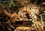 Serval, Felis serval, Preview of: 
serval19.jpg 
320 x 219 compressed image 
(94,365 bytes)