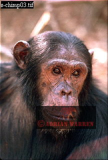 Chimpanzee, chimpanzee02.jpg 
216 x 320 compressed image 
(65,155 bytes)