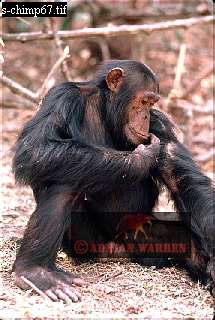 Chimpanzee, chimpanzee03.jpg 
215 x 320 compressed image 
(80,278 bytes)