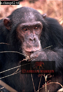 Chimpanzee, chimpanzee06.jpg 
218 x 320 compressed image 
(70,676 bytes)