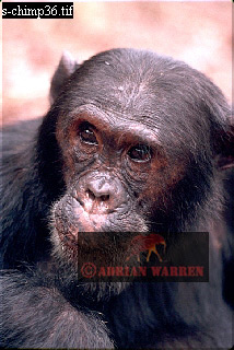 Chimpanzee, chimpanzee07.jpg 
214 x 320 compressed image 
(68,365 bytes)
