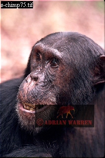 Chimpanzee, chimpanzee08.jpg 
213 x 320 compressed image 
(59,955 bytes)