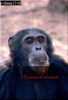 Chimpanzee, chimpanzee09.jpg 
219 x 320 compressed image 
(58,372 bytes)