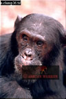 Chimpanzee (Pan Troglodytes), Preview of: 
chimpanzee07.jpg 
214 x 320 compressed image 
(68,365 bytes)