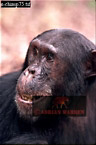 Chimpanzee (Pan Troglodytes), Preview of: 
chimpanzee08.jpg 
213 x 320 compressed image 
(59,955 bytes)