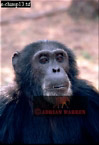 Chimpanzee (Pan Troglodytes), Preview of: 
chimpanzee09.jpg 
219 x 320 compressed image 
(58,372 bytes)