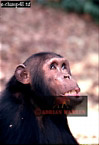 Chimpanzee (Pan Troglodytes), Preview of: 
chimpanzee10.jpg 
219 x 320 compressed image 
(58,267 bytes)