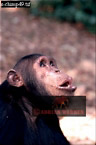 Chimpanzee (Pan Troglodytes), Preview of: 
chimpanzee11.jpg 
214 x 320 compressed image 
(54,735 bytes)