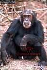 Chimpanzee (Pan Troglodytes), Preview of: 
chimpanzee12.jpg 
218 x 320 compressed image 
(78,316 bytes)