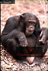 Chimpanzee (Pan Troglodytes), Preview of: 
chimpanzee13.jpg 
218 x 320 compressed image 
(77,138 bytes)