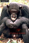 Chimpanzee (Pan Troglodytes), Preview of: 
chimpanzee15.jpg 
216 x 320 compressed image 
(74,850 bytes)