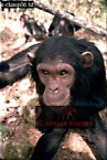 Chimpanzee (Pan Troglodytes), Preview of: 
chimpanzee16.jpg 
215 x 320 compressed image 
(77,271 bytes)