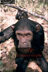 Chimpanzee (Pan Troglodytes), Preview of: 
chimpanzee17.jpg 
217 x 320 compressed image 
(73,720 bytes)
