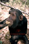 Chimpanzee (Pan Troglodytes), Preview of: 
chimpanzee18.jpg 
217 x 320 compressed image 
(73,986 bytes)