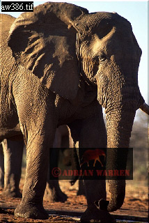 Elephant, ellie48.jpg 
214 x 320 compressed image 
(75,005 bytes)