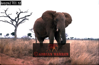 Elephant, ellie50.jpg 
320 x 211 compressed image 
(52,652 bytes)