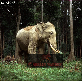 Elephant, ellie60.jpg 
275 x 271 compressed image 
(82,813 bytes)