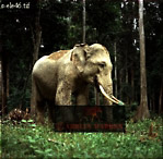 Elephant, Preview of: 
ellie60.jpg 
275 x 271 compressed image 
(82,813 bytes)