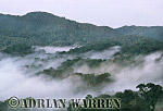  Misty forest dawn, Nyungwe Forest, Rwanda, Preview of: 
forest04.jpg 
320 x 218 compressed image 
(61,874 bytes)