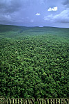 Rainforest, Amazon, Preview of: 
forest22.jpg 
209 x 320 compressed image 
(102,485 bytes)