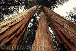 sequoia15