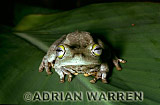 Amphibian, Preview of: 
frog04.jpg 
350 x 237 compressed image 
(66,457 bytes)