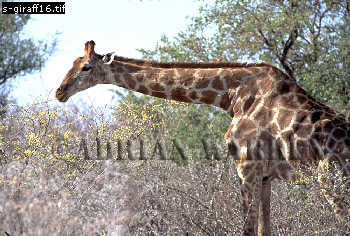 Giraffe (Giraffa camelopardalis), giraffe16.jpg 
350 x 236 compressed image 
(105,377 bytes)