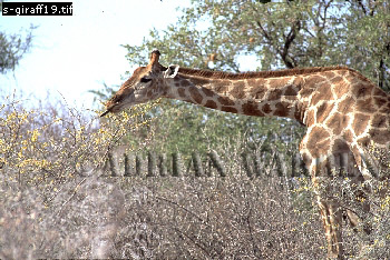 Giraffe (Giraffa camelopardalis), giraffe19.jpg 
350 x 234 compressed image 
(106,255 bytes)