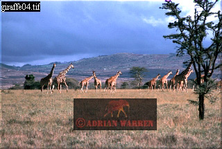 Giraffe (Giraffa camelopardalis), giraffe22.jpg 
320 x 215 compressed image 
(64,851 bytes)