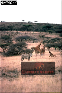 Giraffe (Giraffa camelopardalis), giraffe23.jpg 
216 x 320 compressed image 
(56,544 bytes)
