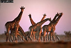 Giraffe (Giraffa camelopardalis), Preview of: 
giraffe01.jpg 
350 x 238 compressed image 
(72,859 bytes)