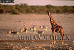 Giraffe (Giraffa camelopardalis), Preview of: 
giraffe02.jpg 
350 x 241 compressed image 
(92,817 bytes)