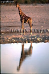 Giraffe (Giraffa camelopardalis), Preview of: 
giraffe03.jpg 
236 x 350 compressed image 
(82,810 bytes)
