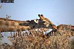Giraffe (Giraffa camelopardalis), Preview of: 
giraffe06.jpg 
350 x 233 compressed image 
(85,785 bytes)