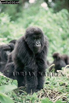 Mountain Gorilla, Gorilla g. beringei, gorilla04.jpg 
241 x 360 compressed image 
(86,801 bytes)