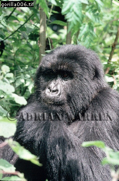 Mountain Gorilla, Gorilla g. beringei, gorilla05.jpg 
237 x 360 compressed image 
(94,319 bytes)