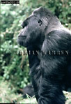 Gorilla, Preview of: 
gorilla02.jpg 
247 x 360 compressed image 
(93,003 bytes)