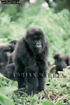 Gorilla, Preview of: 
gorilla04.jpg 
241 x 360 compressed image 
(86,801 bytes)
