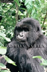 Gorilla, Preview of: 
gorilla05.jpg 
237 x 360 compressed image 
(94,319 bytes)