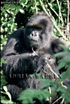 Gorilla, Preview of: 
gorilla06.jpg 
242 x 360 compressed image 
(107,471 bytes)